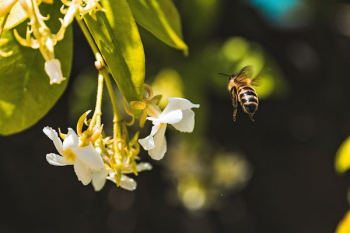Free Photo of bee, insect, animal Free Photo of bee, insect, animal