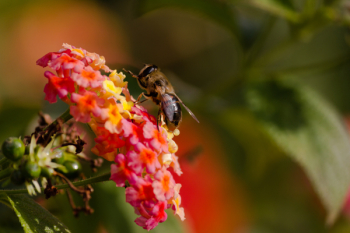 Free Photo of bee, insect, animal Free Photo of bee, insect, animal
