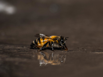 Free Photo of bee, insect, animal Free Photo of bee, insect, animal