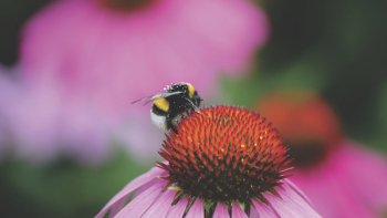 Free Photo of bee, insect, macro