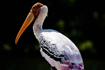 Free Photo of bird, animal, beak Free Photo of bird, animal, beak