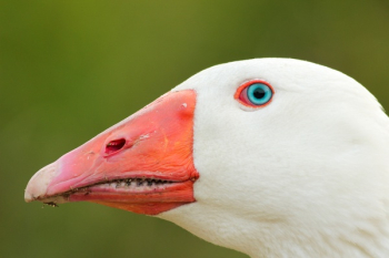 Free Photo of bird, animal, beak Free Photo of bird, animal, beak