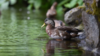 Free Photo of bird, animal, beak Free Photo of bird, animal, beak