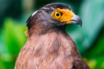Free Photo of bird, animal, beak Free Photo of bird, animal, beak