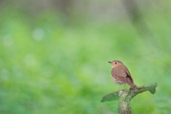 Free Photo of bird, animal, branch Free Photo of bird, animal, branch