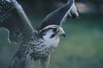Free Photo of bird, animal, flying Free Photo of bird, animal, flying