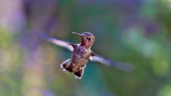 Free Photo of bird, animal, flying Free Photo of bird, animal, flying