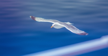 Free Photo of bird, animal, flying Free Photo of bird, animal, flying
