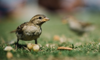 Free Photo of bird, animal, green Free Photo of bird, animal, green