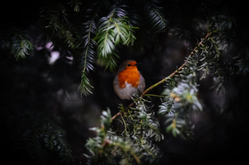 Free Photo of bird, animal, nature Free Photo of bird, animal, nature