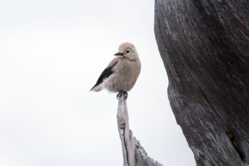 Free Photo of bird, animal, nature Free Photo of bird, animal, nature