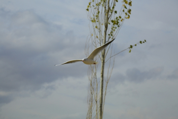 Free Photo of bird, animal, nature Free Photo of bird, animal, nature