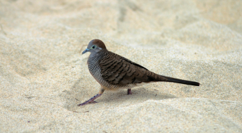 Free Photo of bird, animal, nature Free Photo of bird, animal, nature