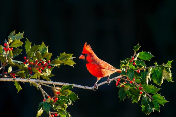 Free Photo of bird, animal, tree Free Photo of bird, animal, tree