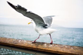 Free Photo of bird, animal, wall Free Photo of bird, animal, wall