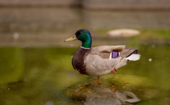 Free Photo of bird, animal, water Free Photo of bird, animal, water