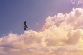 Free Photo of bird, animals, flying Free Photo of bird, animals, flying