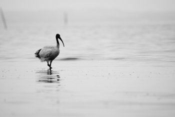 Free Photo of bird, animals, water Free Photo of bird, animals, water
