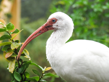 Free Photo of bird, beak, animal Free Photo of bird, beak, animal