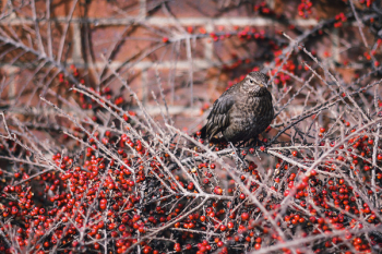 Free Photo of bird, branches, nature Free Photo of bird, branches, nature