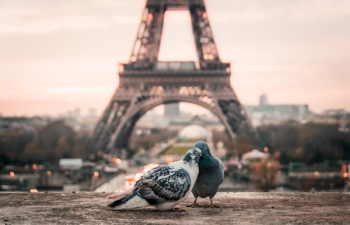 Free Photo of bird, couple, beak