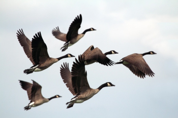Free Photo of bird, fly, animal Free Photo of bird, fly, animal