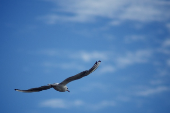 Free Photo of bird, fly, freedom Free Photo of bird, fly, freedom