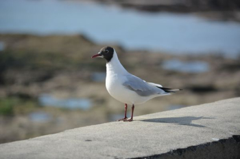 Free Photo of bird, nature, animal Free Photo of bird, nature, animal
