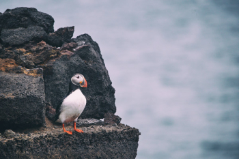Free Photo of bird, nature, orange Free Photo of bird, nature, orange