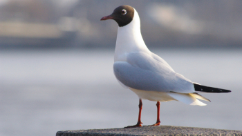 Free Photo of bird, seagull, animal Free Photo of bird, seagull, animal
