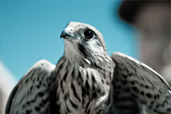 Free Photo of bird, wings, animal Free Photo of bird, wings, animal