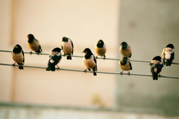 Free Photo of birds, fly, animals Free Photo of birds, fly, animals