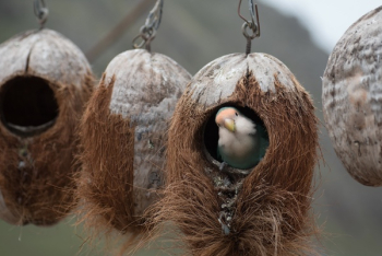 Free Photo of birds, fly, animals Free Photo of birds, fly, animals