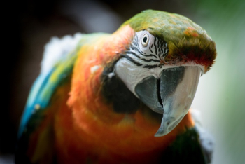 Free Photo of birds, fly, animals Free Photo of birds, fly, animals