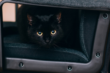 Free Photo of black, cat, eyes