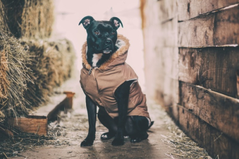Free Photo of black, dog, animal Free Photo of black, dog, animal