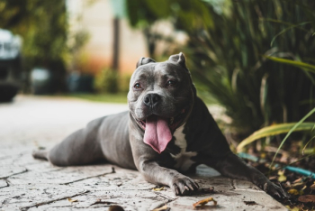 Free Photo of black, dog, animal Free Photo of black, dog, animal