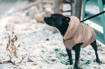 Free Photo of black, dog, animal Free Photo of black, dog, animal