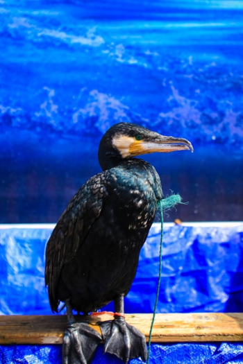 Free Photo of black, hawk, bird Free Photo of black, hawk, bird