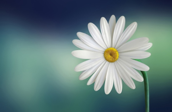 Free Photo of bloom, blossom, close-up Free Photo of bloom, blossom, close-up