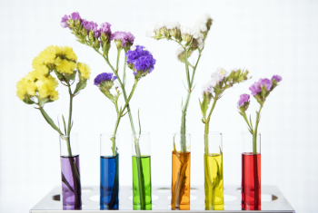 Free Photo of bloom, botany, color