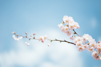 Free Photo of blossom, flower, bloom Free Photo of blossom, flower, bloom