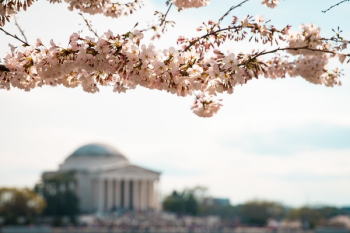 Free Photo of blossom, flower, bloom Free Photo of blossom, flower, bloom