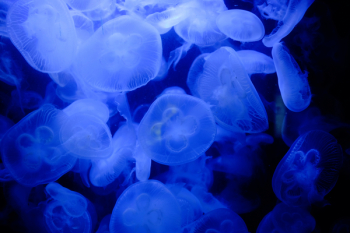 Free Photo of blue, nature, underwater Free Photo of blue, nature, underwater