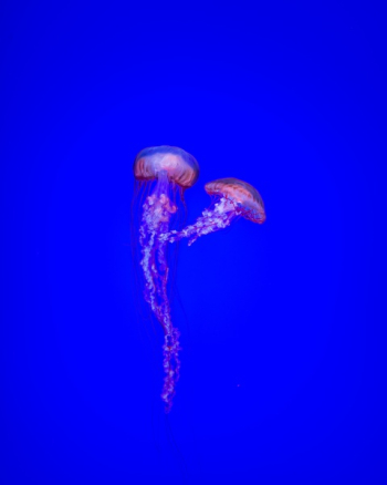 Free Photo of blue, ocean, water Free Photo of blue, ocean, water