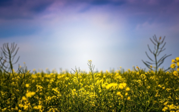Free Photo of blue, sky, nature Free Photo of blue, sky, nature
