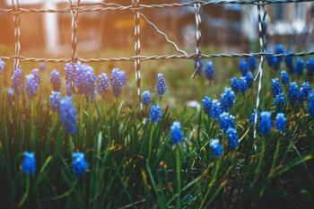 Free Photo of blue, wildflower, fence