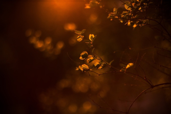 Free Photo of blur, bokeh, outdoor Free Photo of blur, bokeh, outdoor