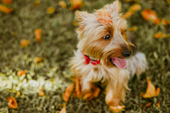 Free Photo of blur, bokeh, playground