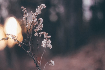 Free Photo of blur, dark, bokeh